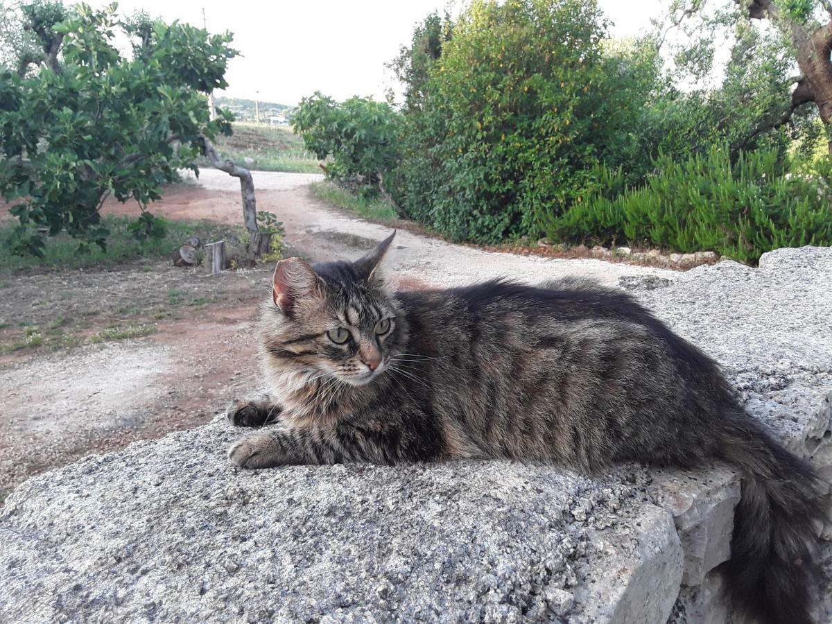 Il Giardino Di Viola Bed & Breakfast Ceglie Messapica Dış mekan fotoğraf
